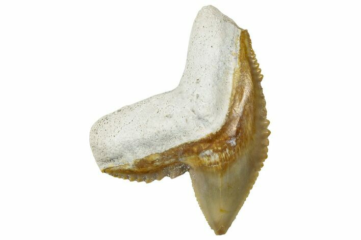 Fossil Tiger Shark (Galeocerdo) Tooth - Bone Valley, Florida #299604